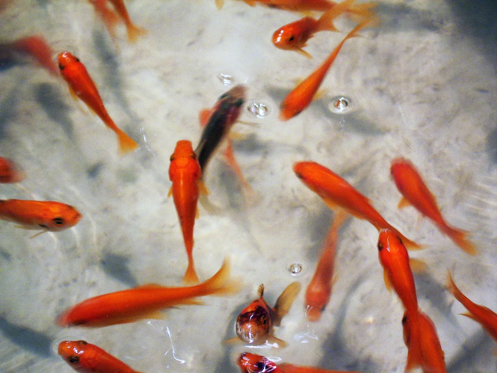 Goldfish 05