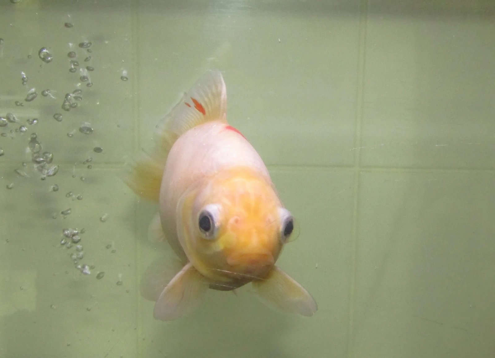 Goldfish 06