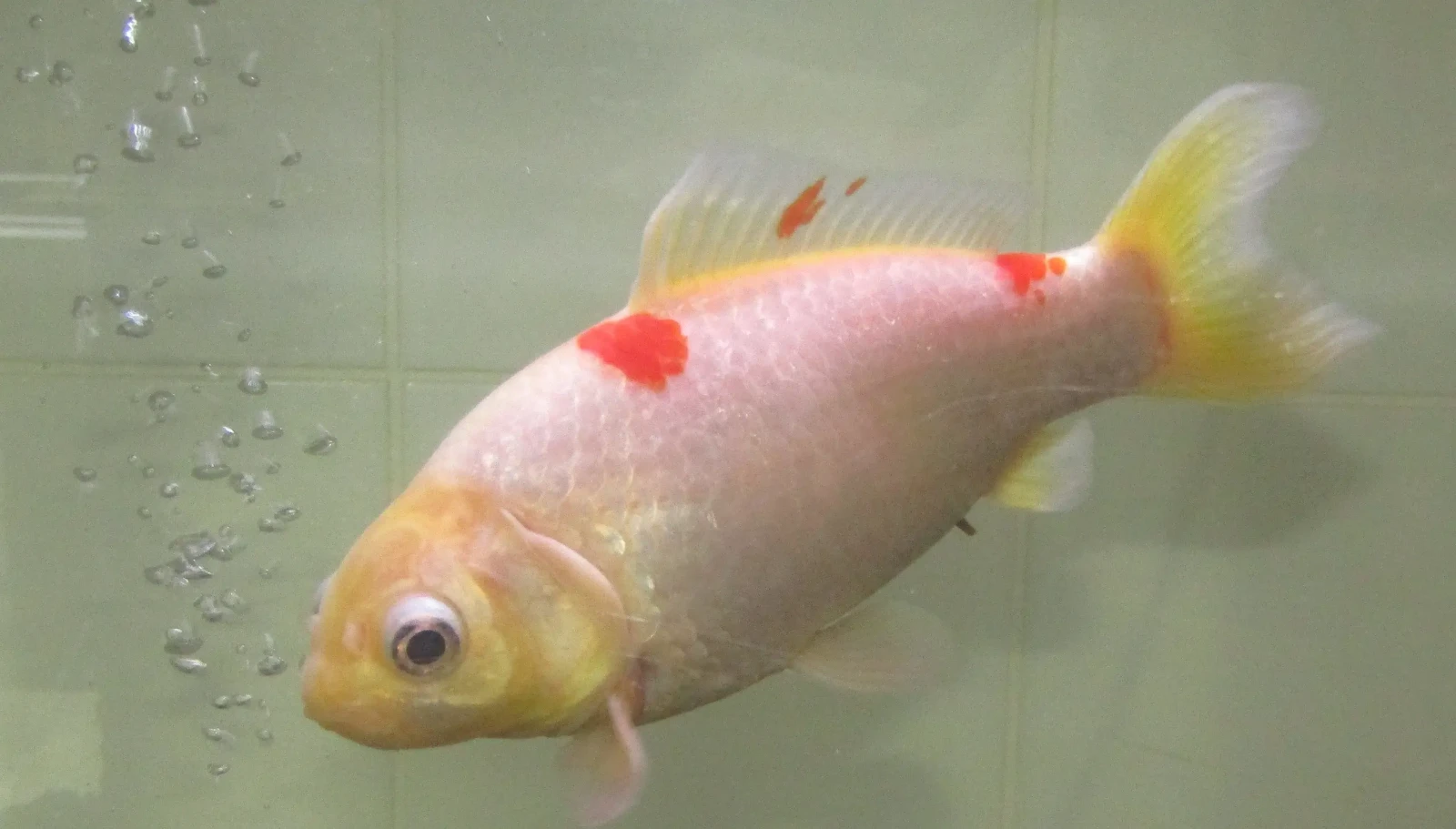 Goldfish 07