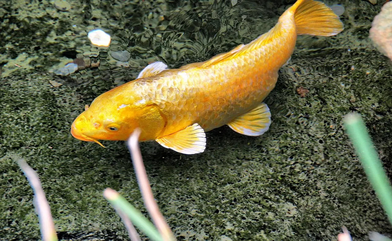Goldfish 08