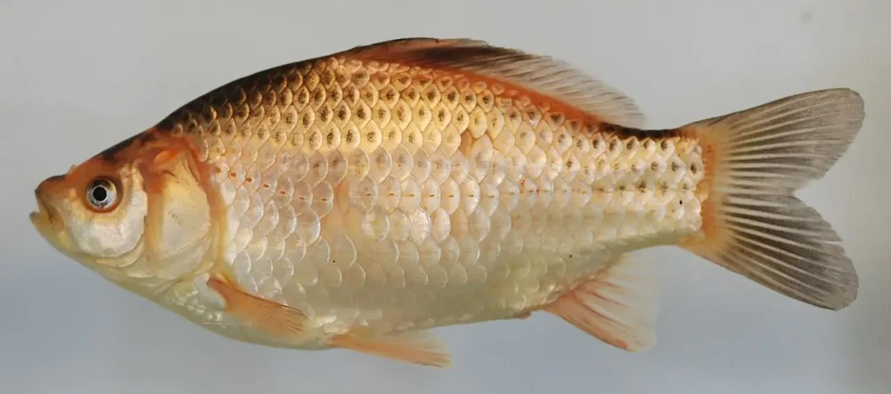 Goldfish 09