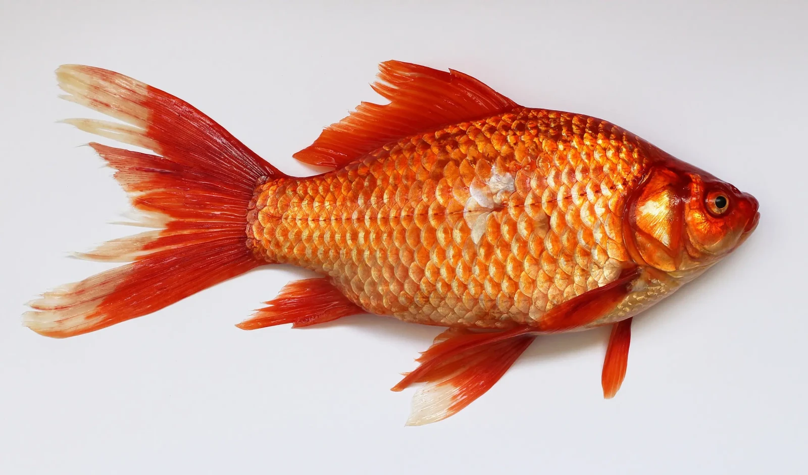 Goldfish 10