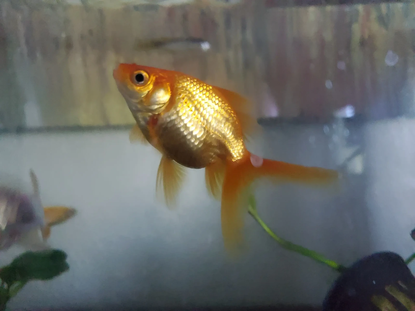 Goldfish 11