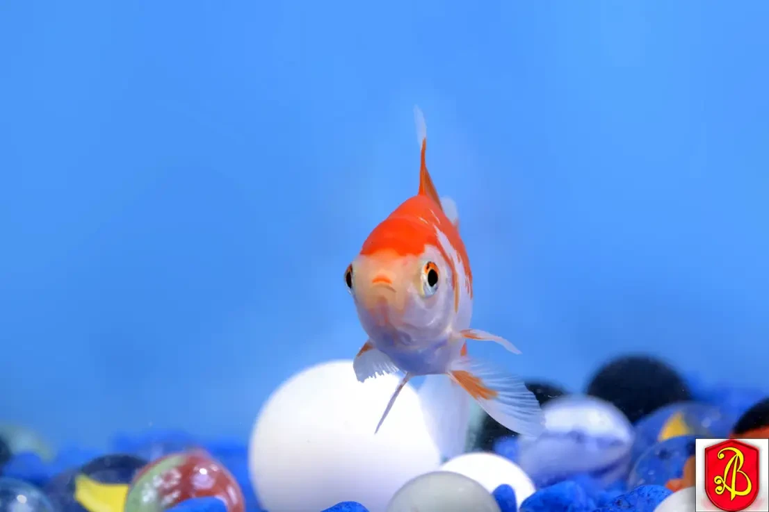 Goldfish 12