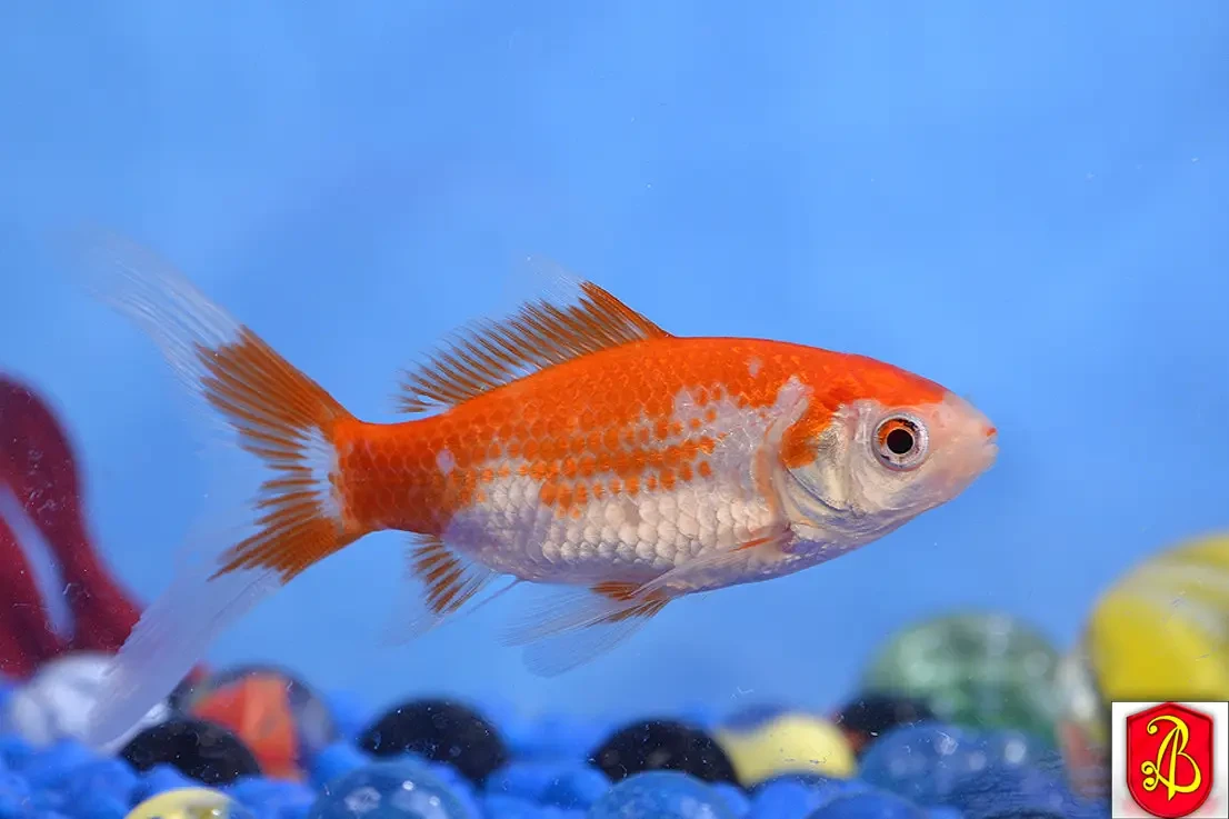 Goldfish 13