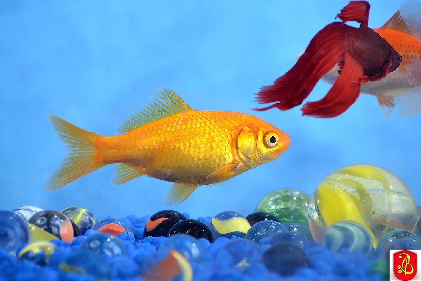 Goldfish 14