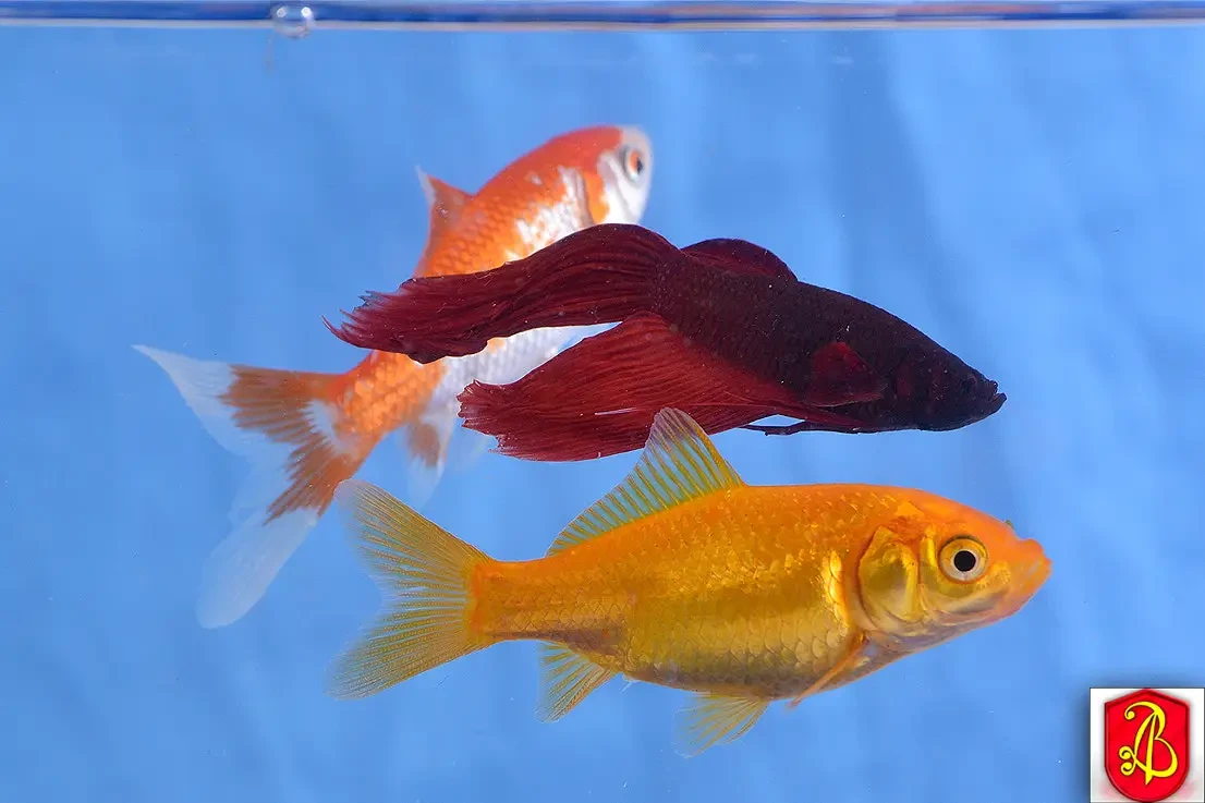 Goldfish 15
