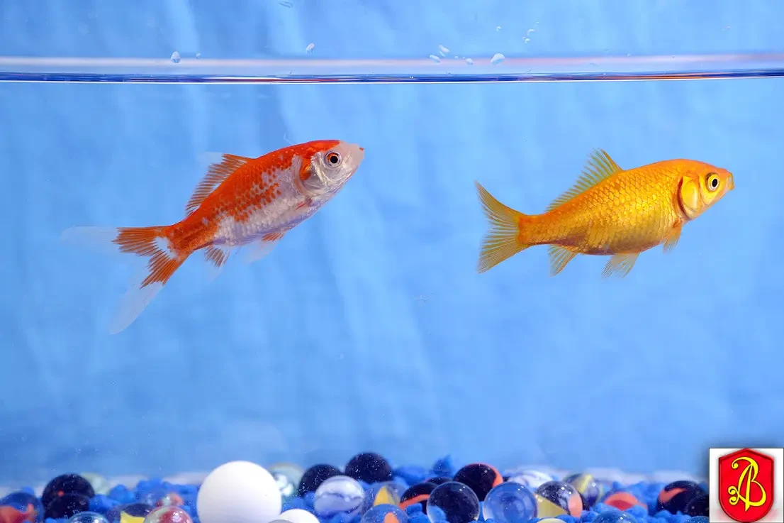 Goldfish 16