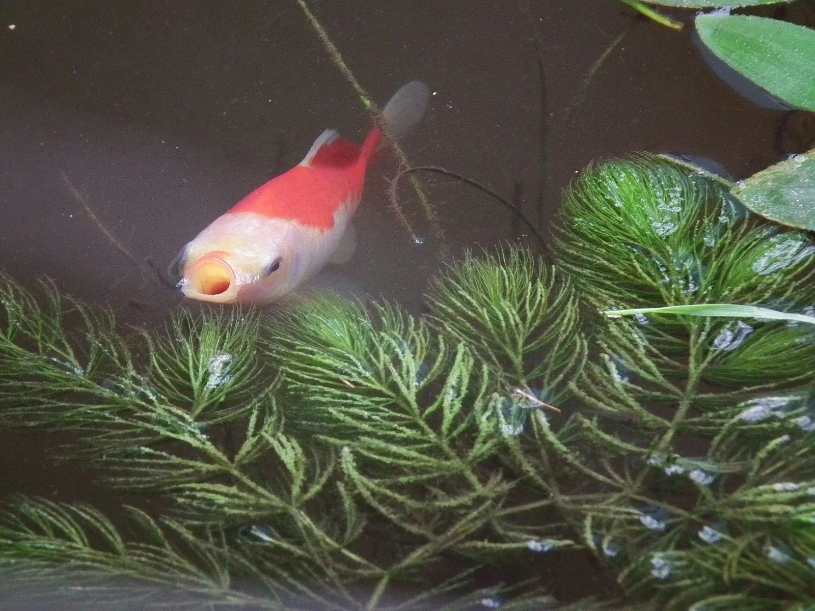 Goldfish 17