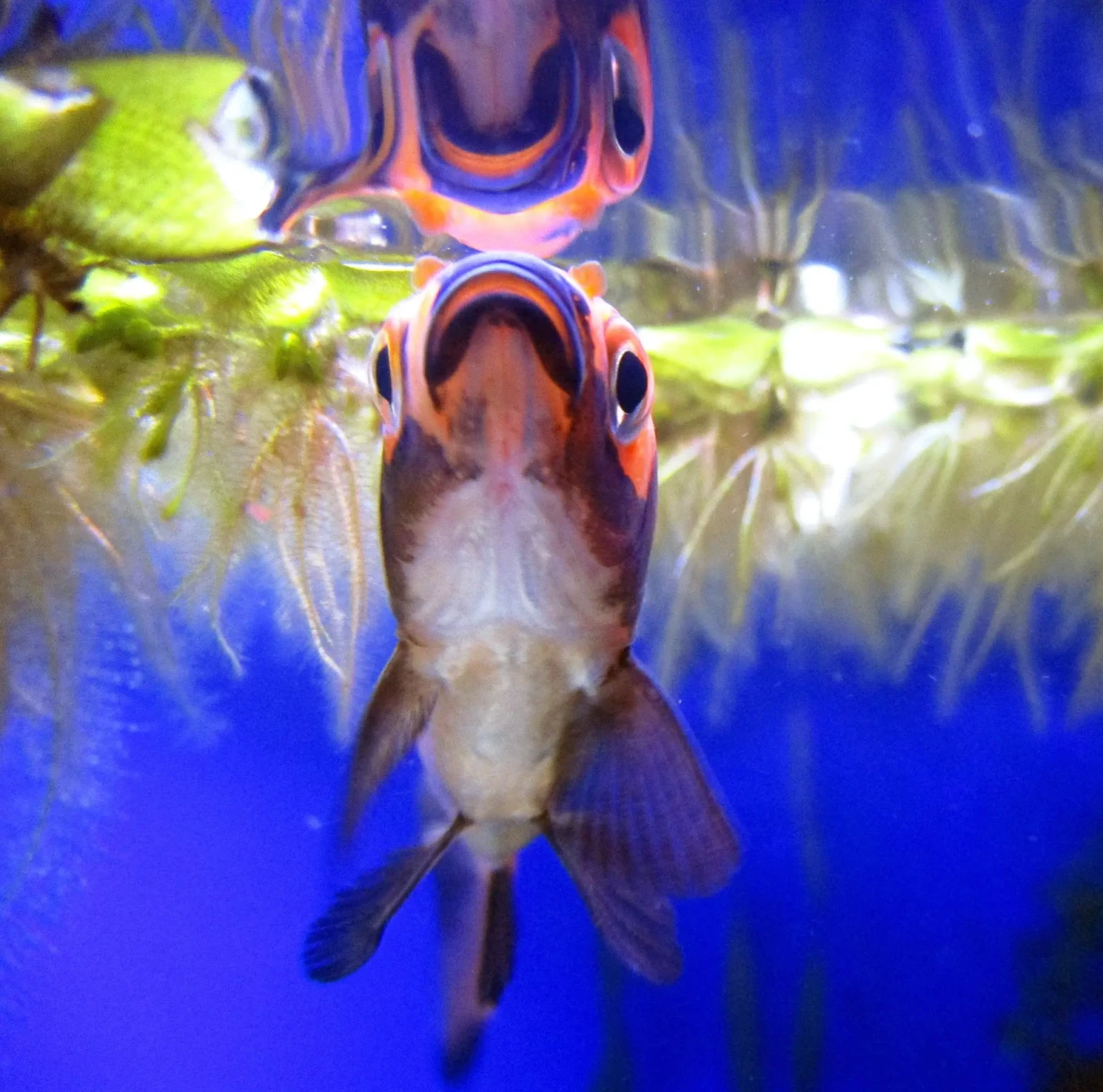 Goldfish 18