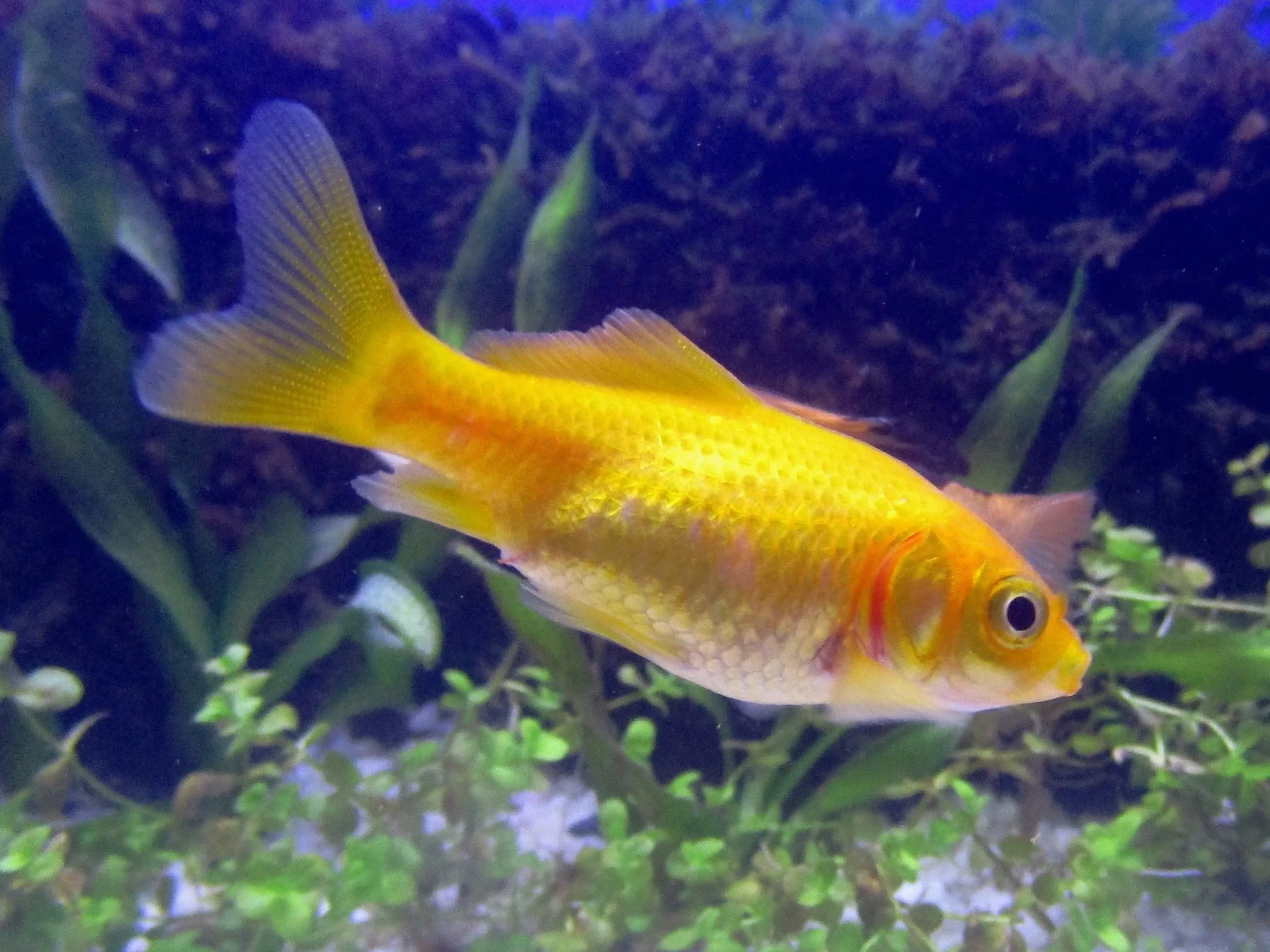 Goldfish 19