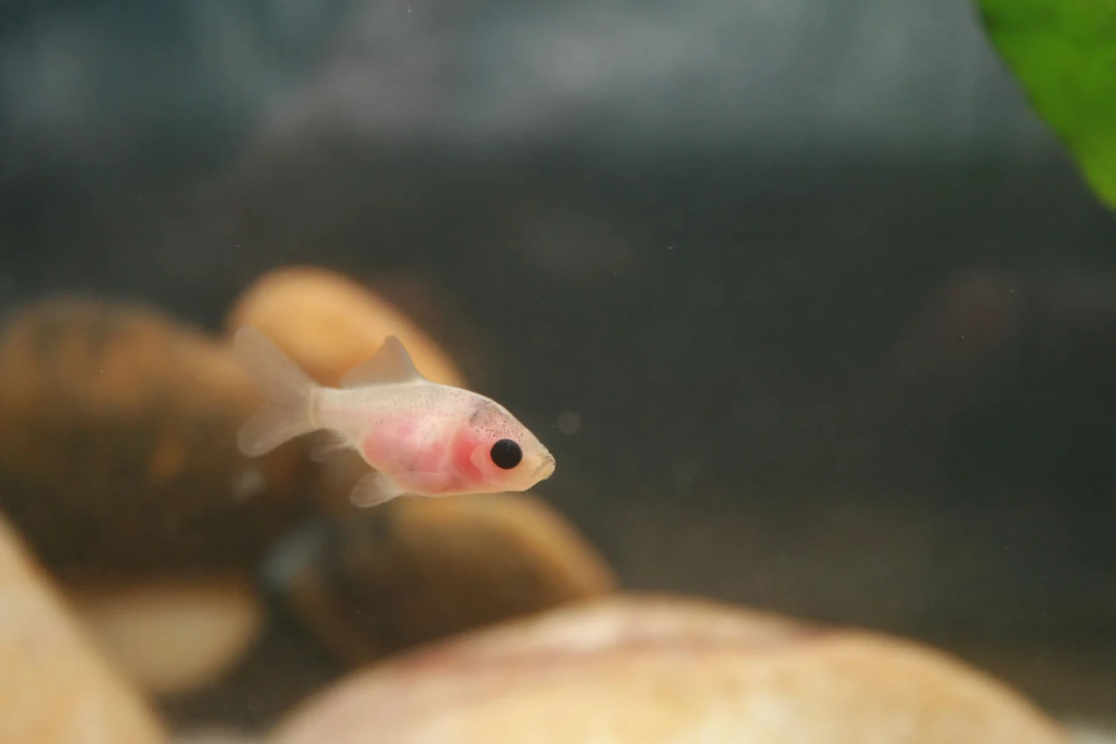 Goldfish 20