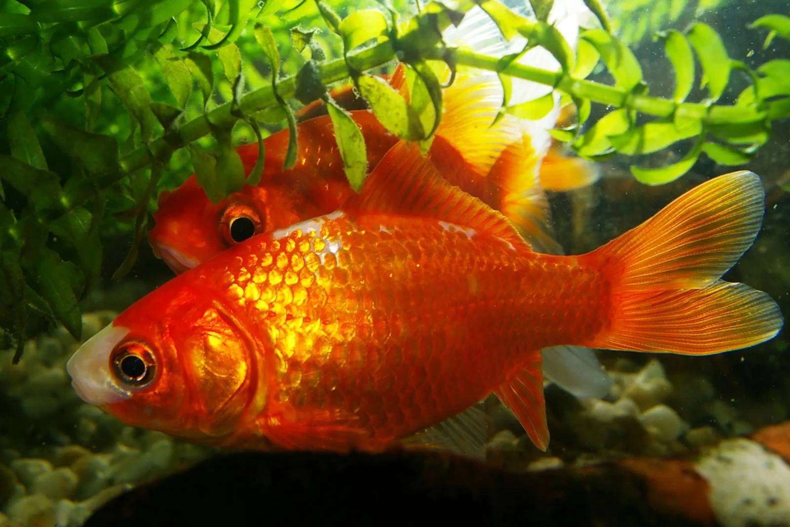 Goldfish 21