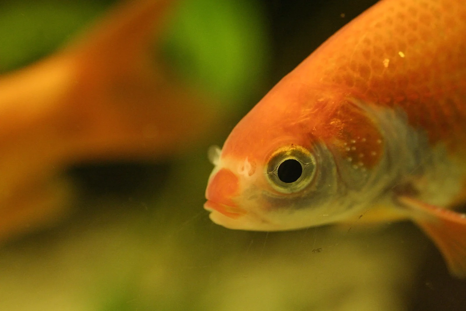 Goldfish 22