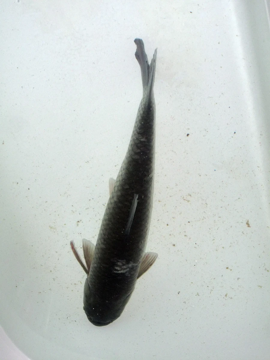 Grass-Carp 02