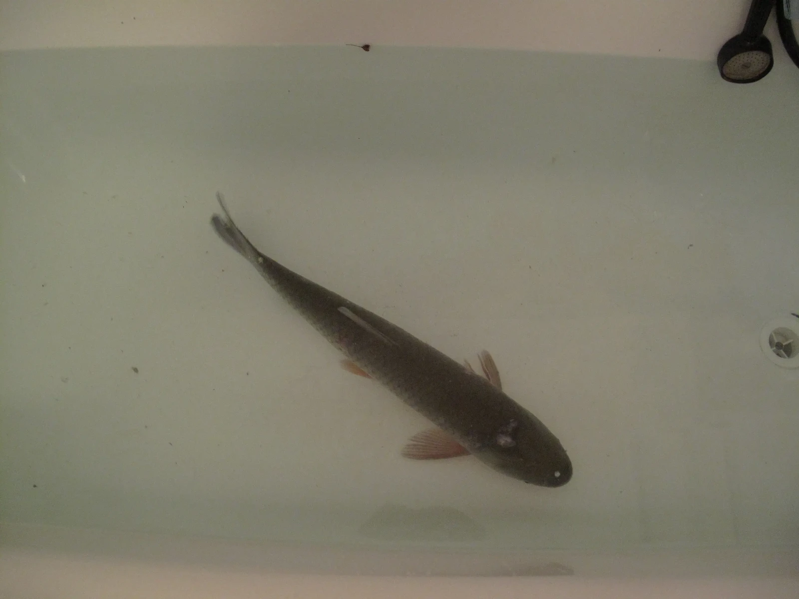 Grass-Carp 03