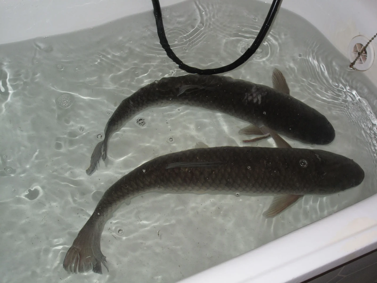 Grass-Carp 04