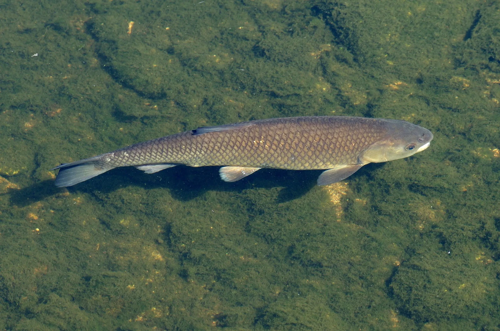 Grass-Carp 05
