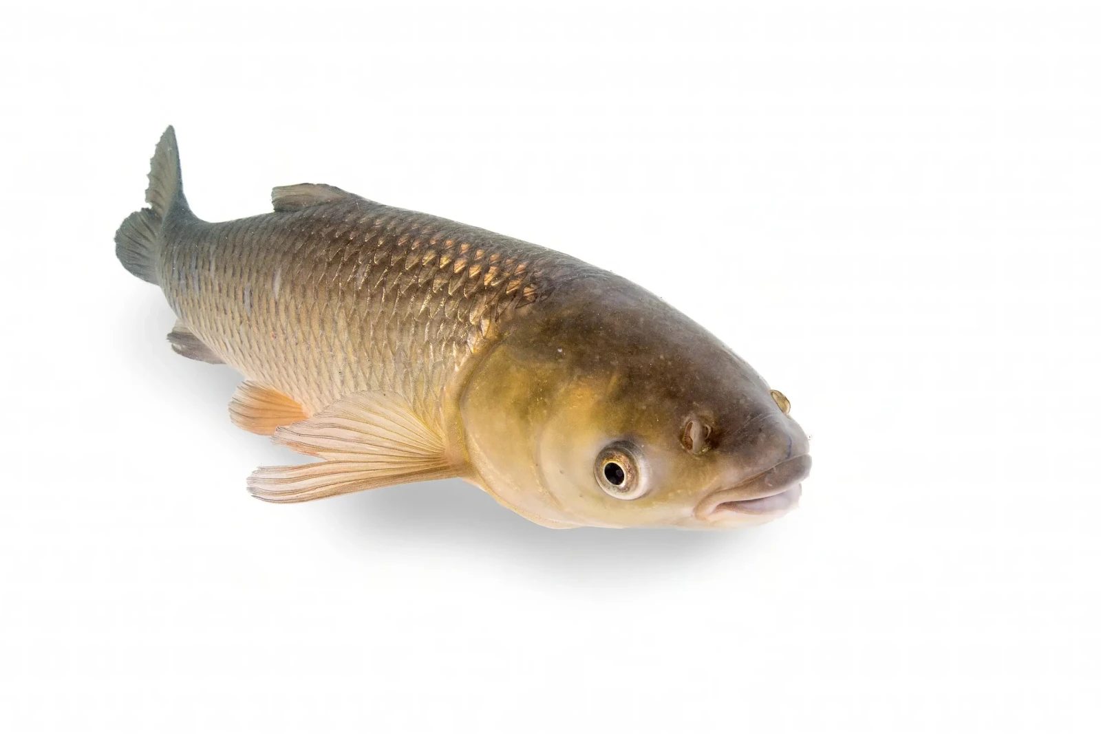 Grass-Carp 06