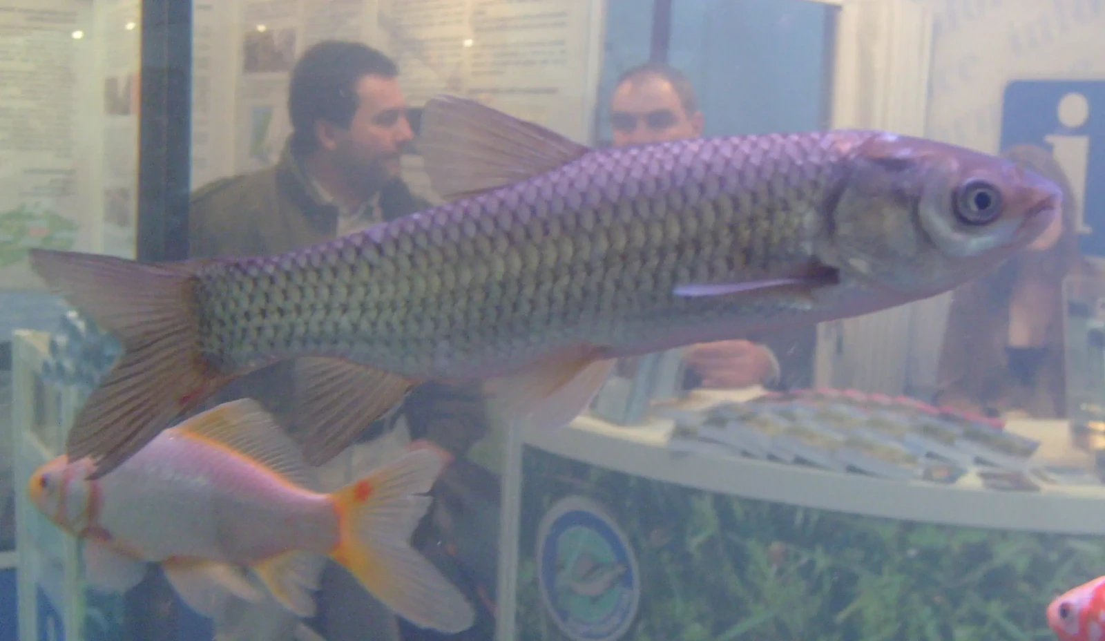 Grass-Carp 07