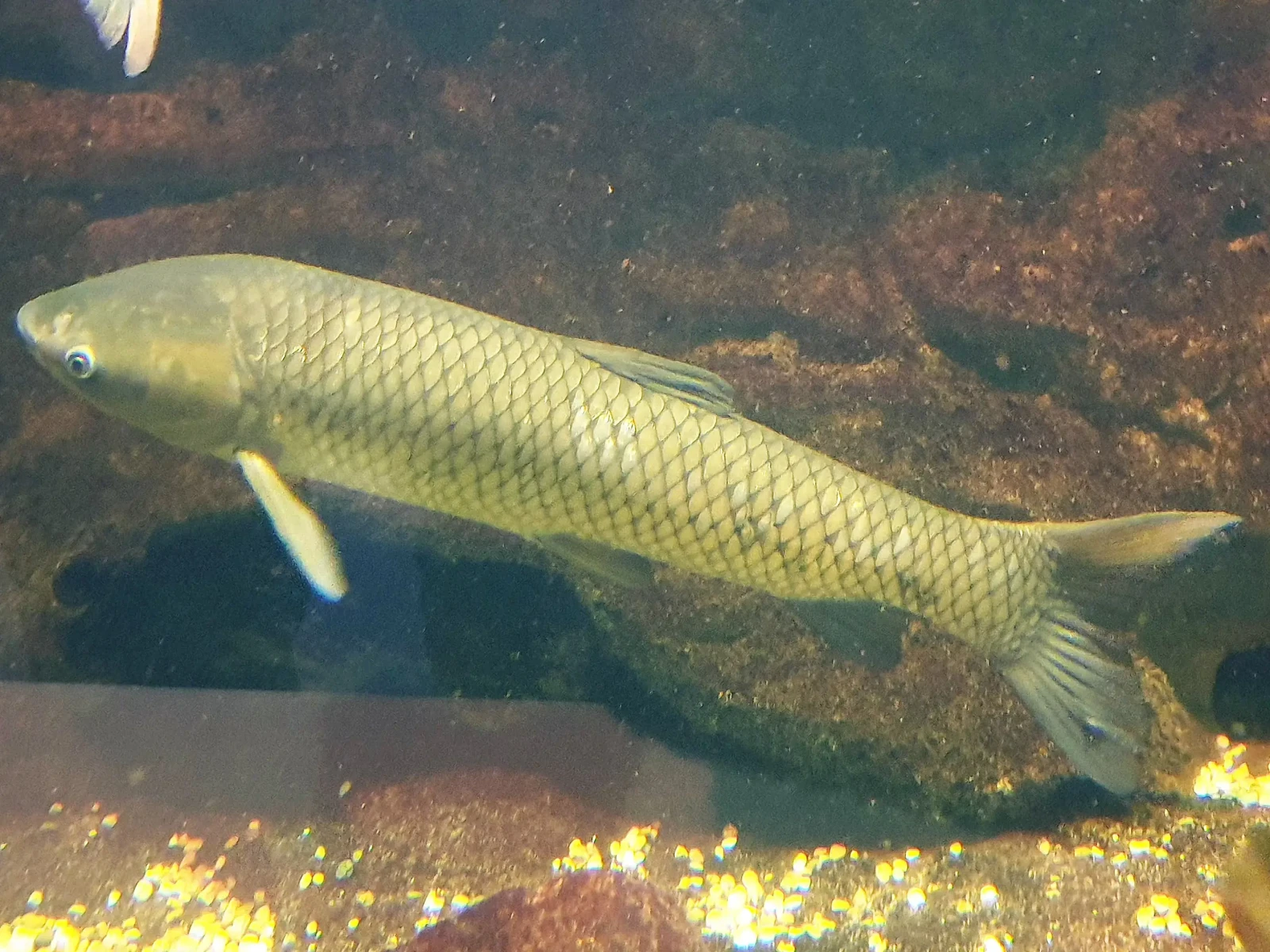 Grass-Carp 08
