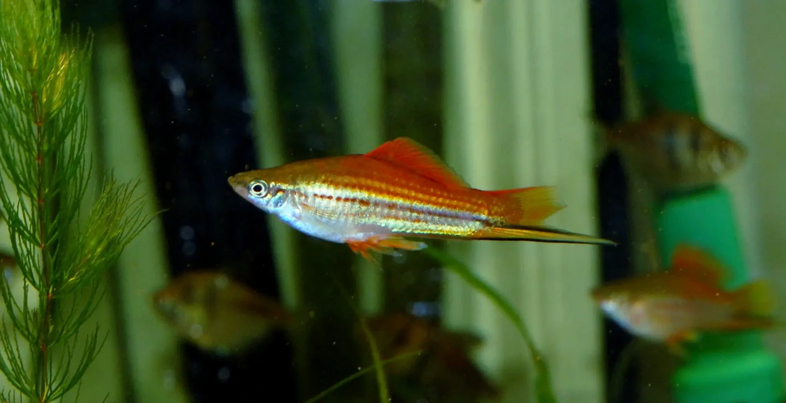 Green-Swordtail 02