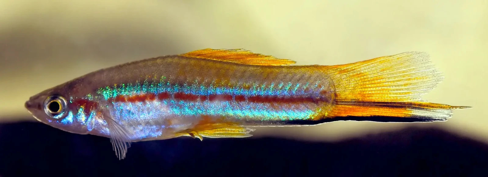 Green-Swordtail 03