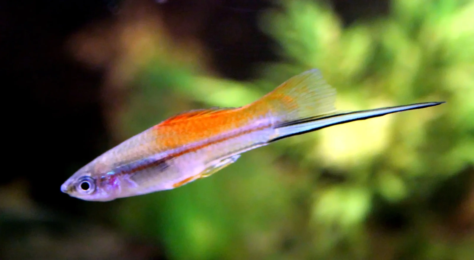 Green-Swordtail 04