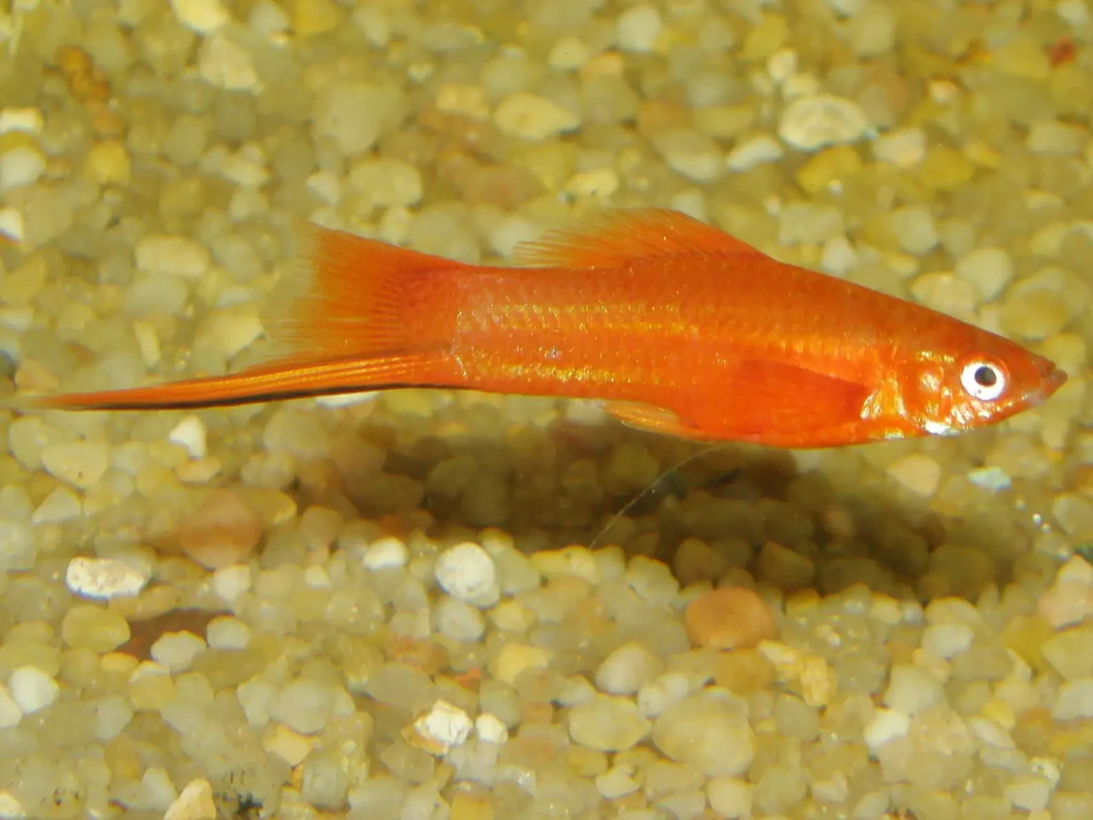 Green-Swordtail 05