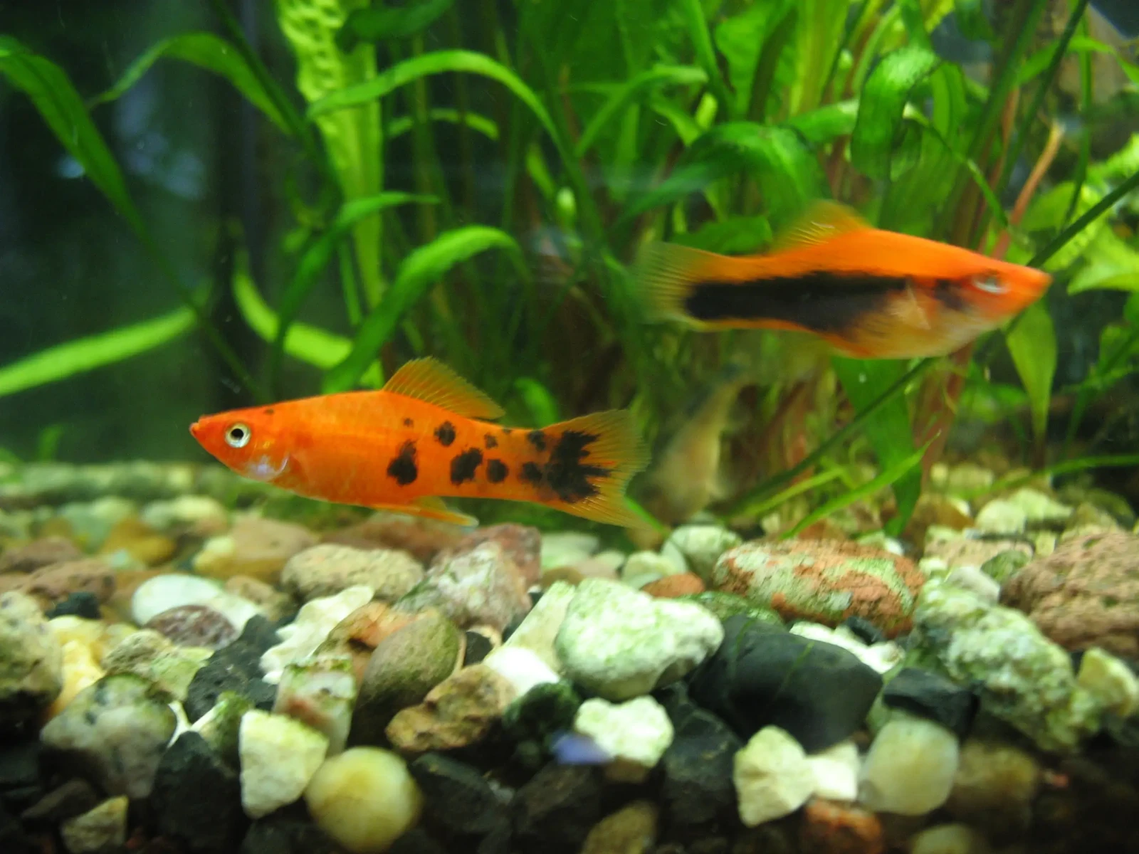 Green-Swordtail 06