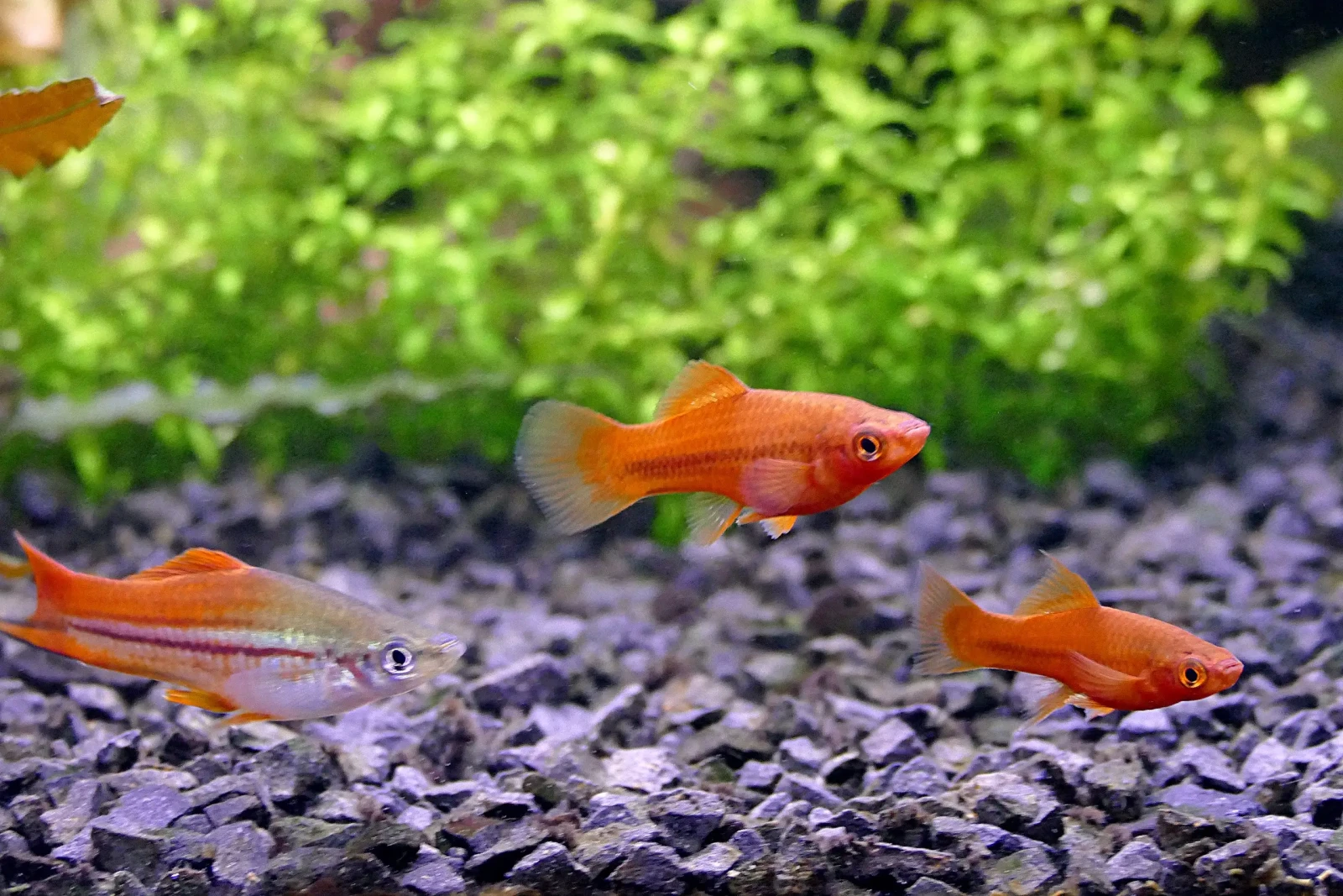 Green-Swordtail 07