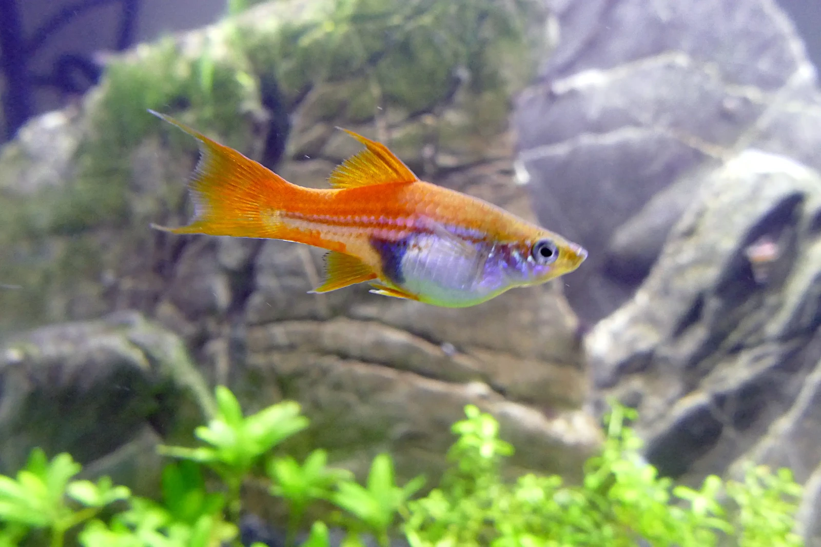 Green-Swordtail 08