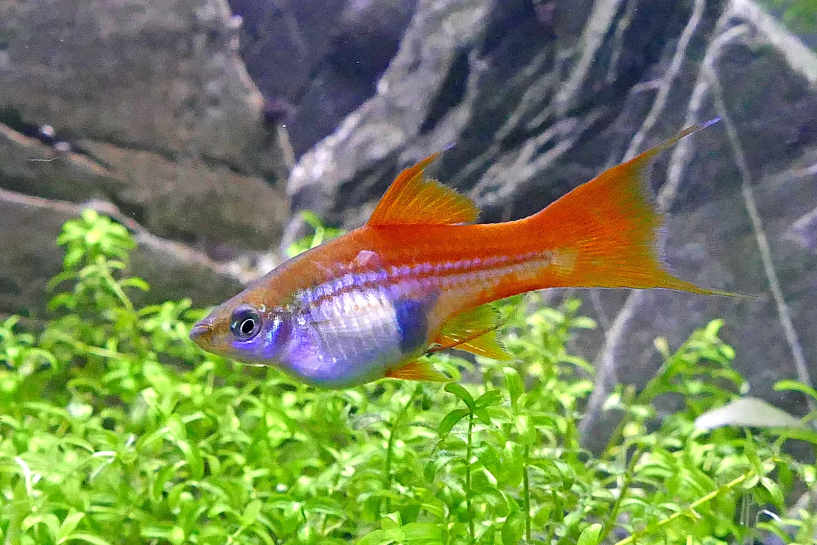 Green-Swordtail 09