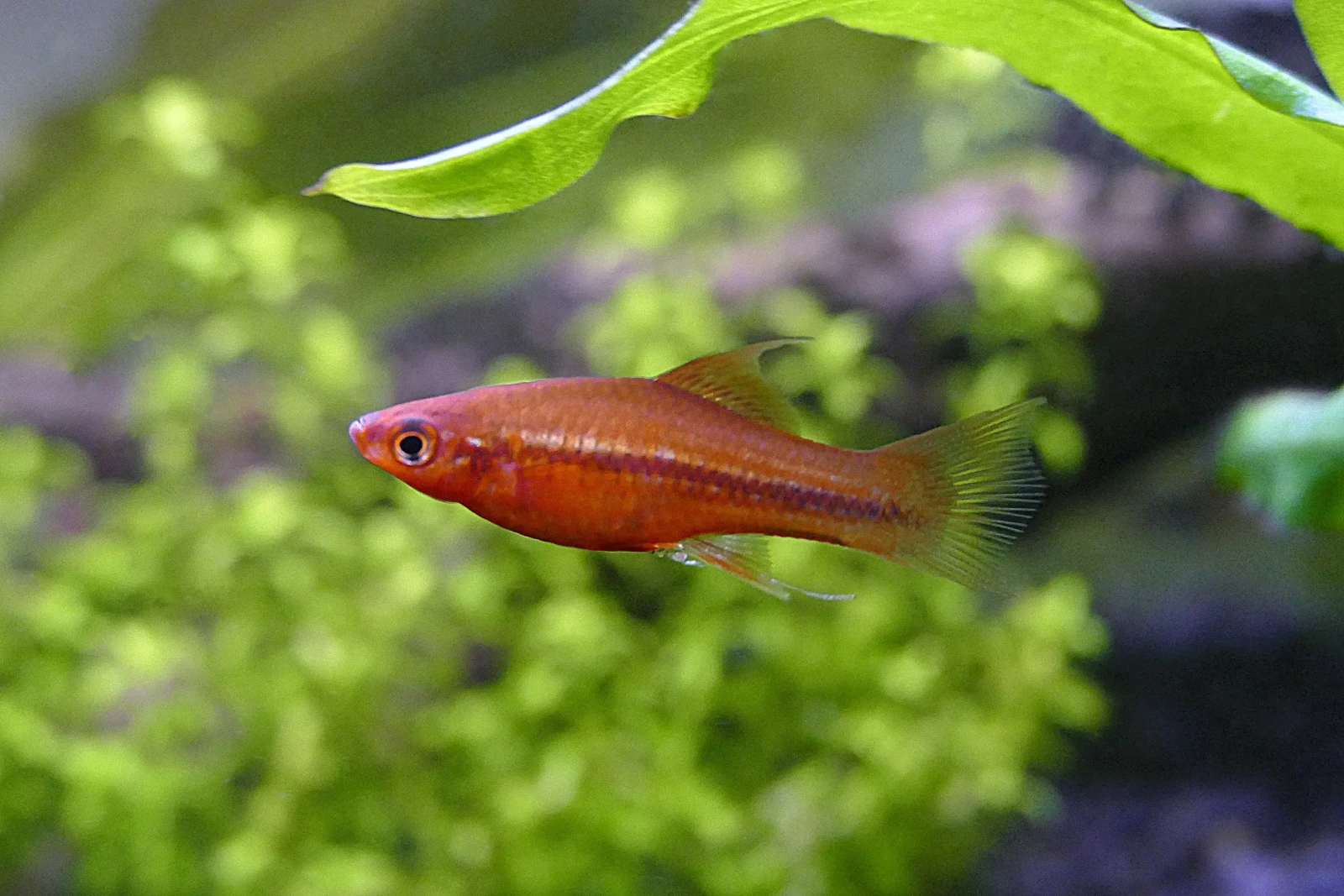 Green-Swordtail 10