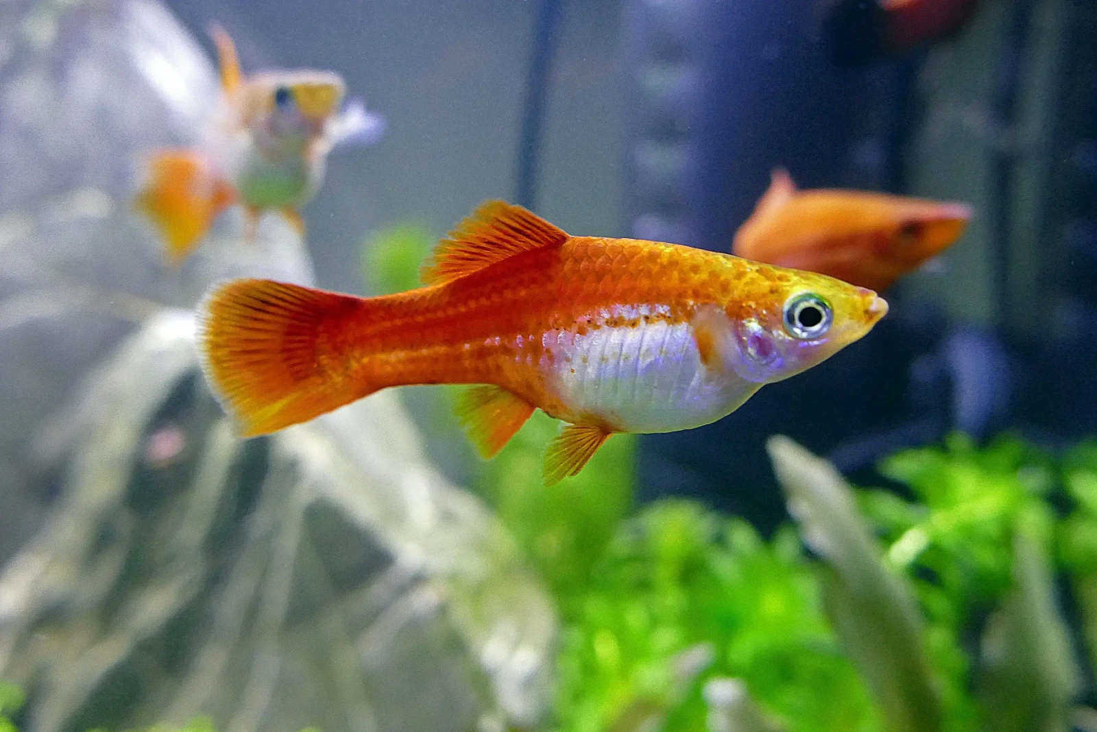 Green-Swordtail 11