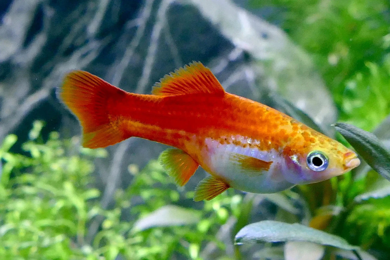 Green-Swordtail 12