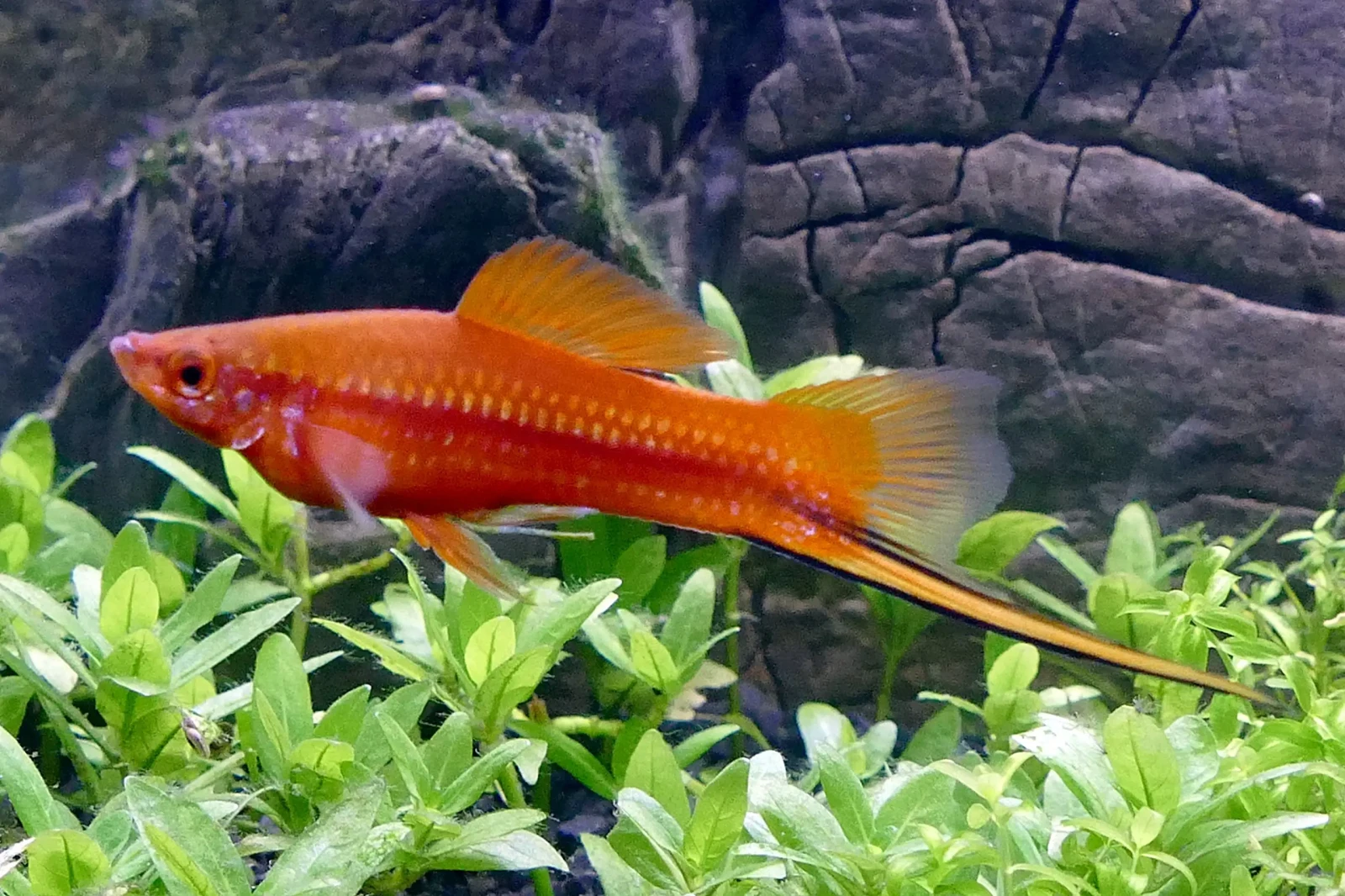 Green-Swordtail 13