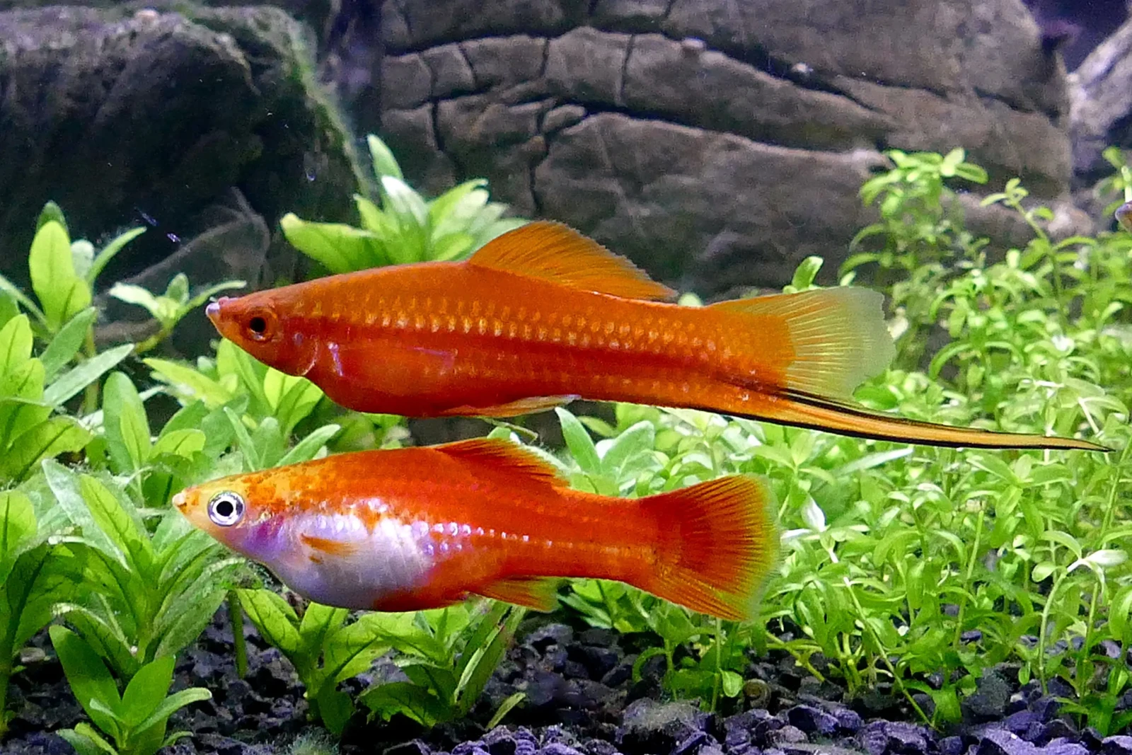 Green-Swordtail 14
