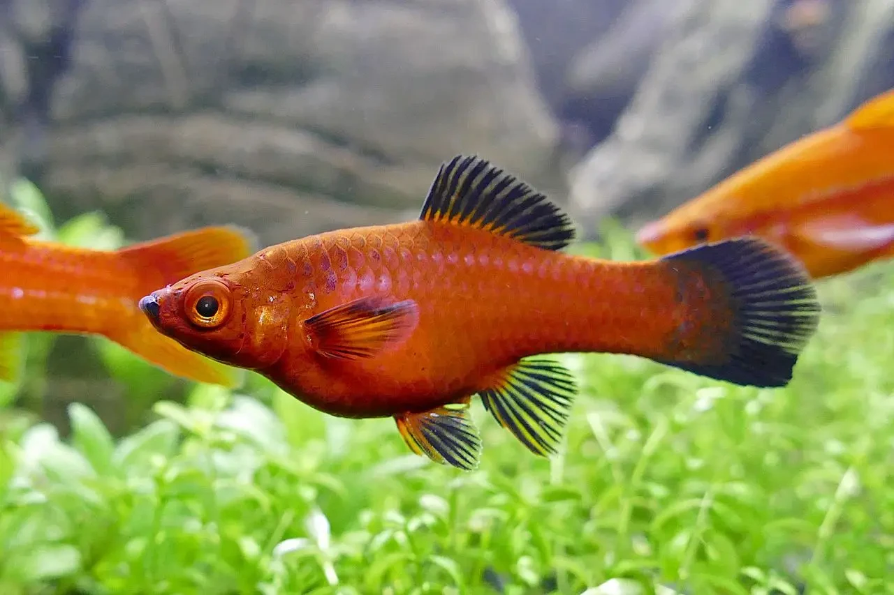 Green-Swordtail 15