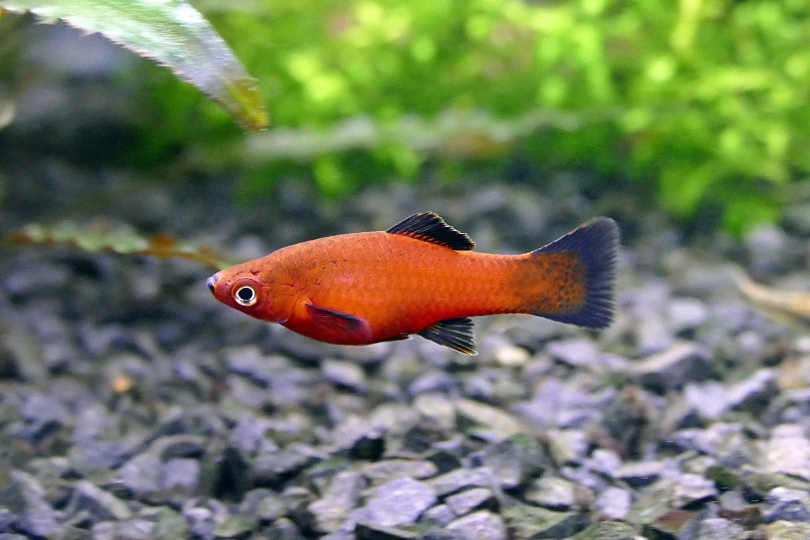Green-Swordtail 16