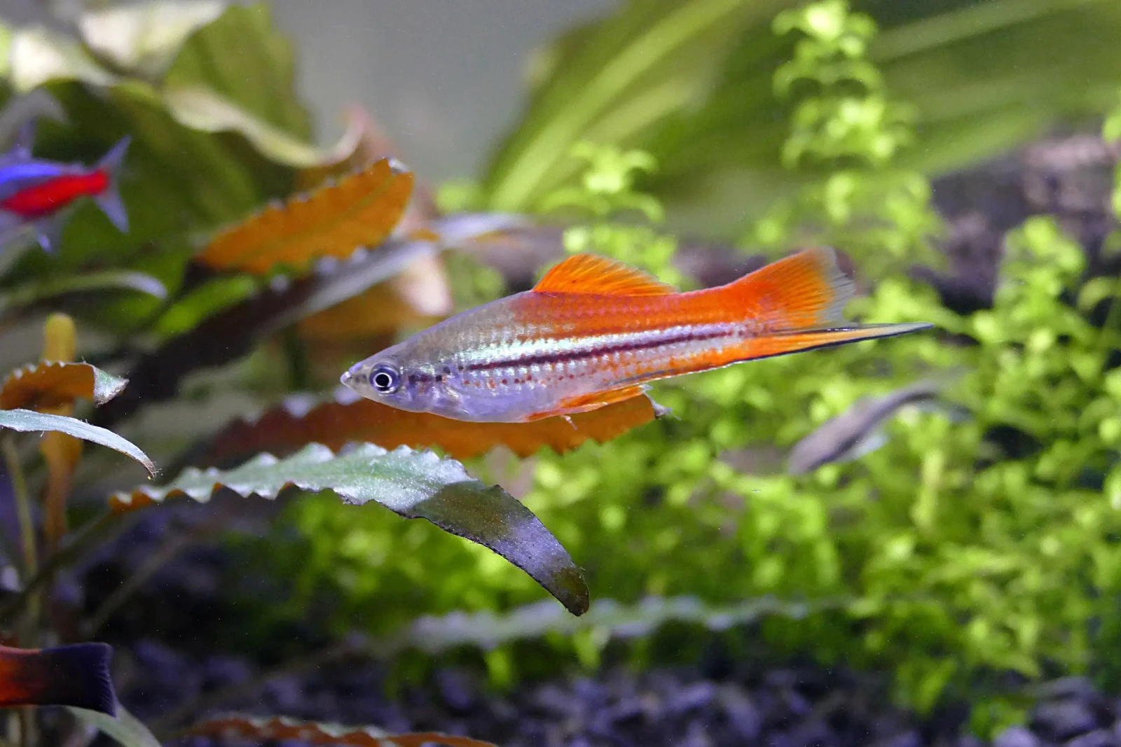 Green-Swordtail 17