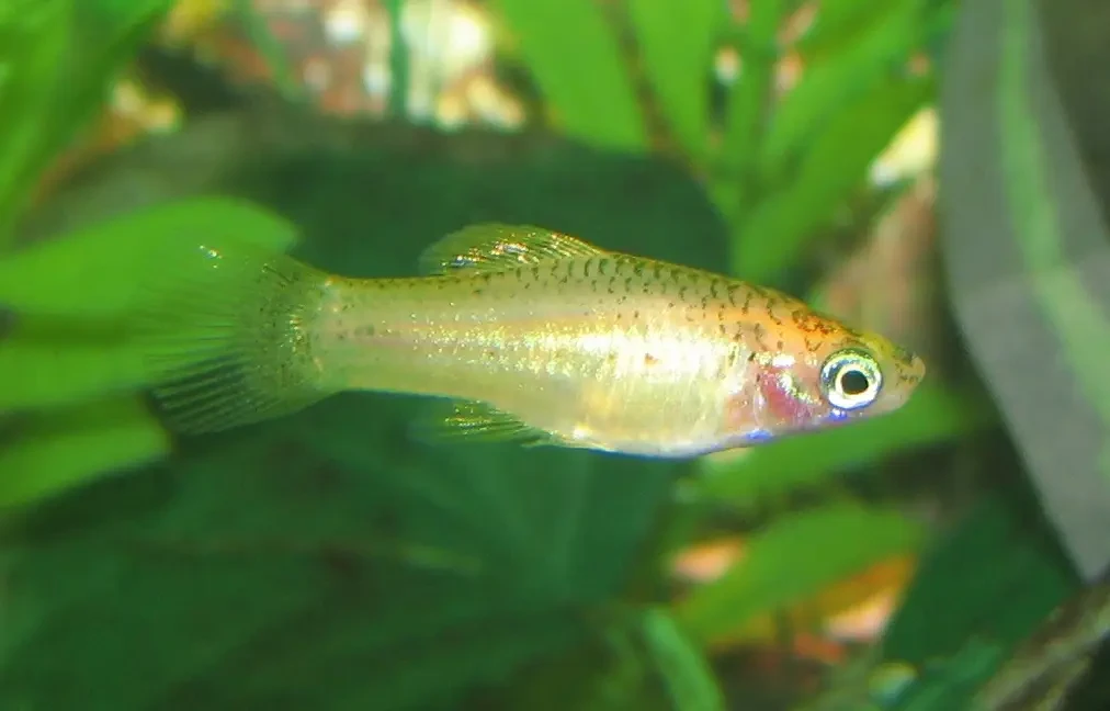 Green-Swordtail 18
