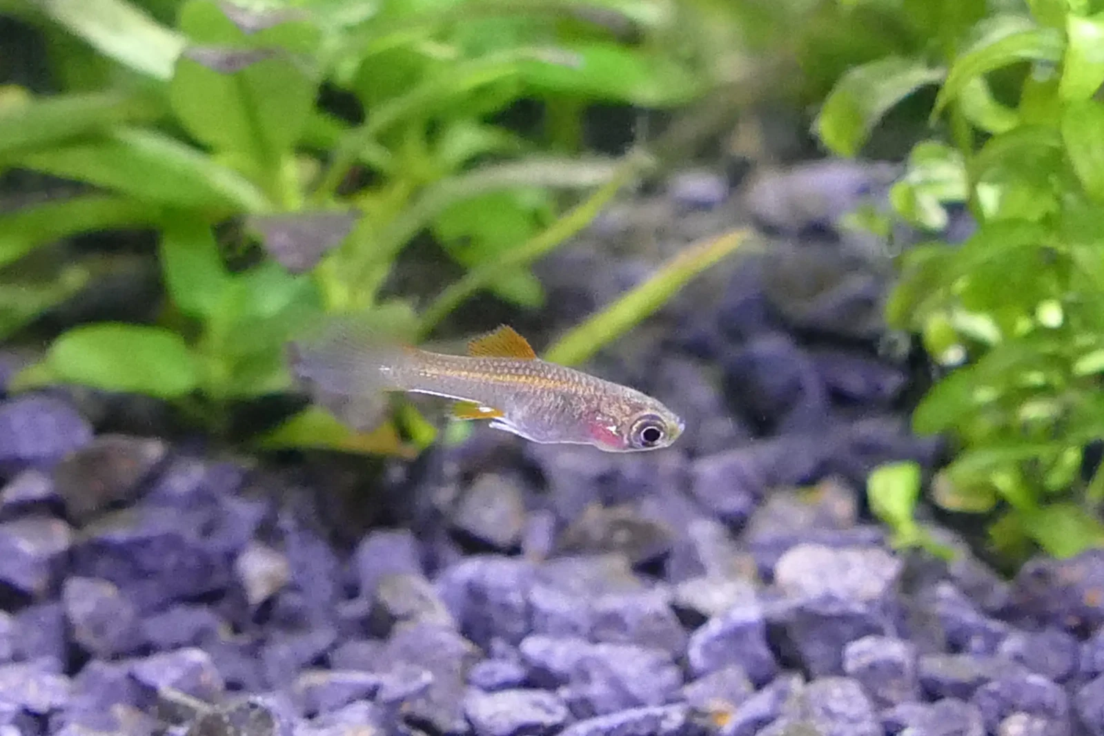 Green-Swordtail 19