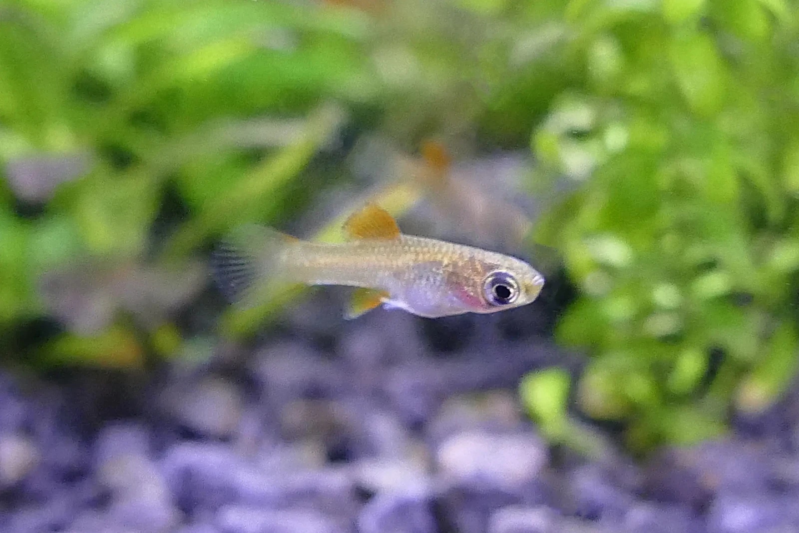 Green-Swordtail 20