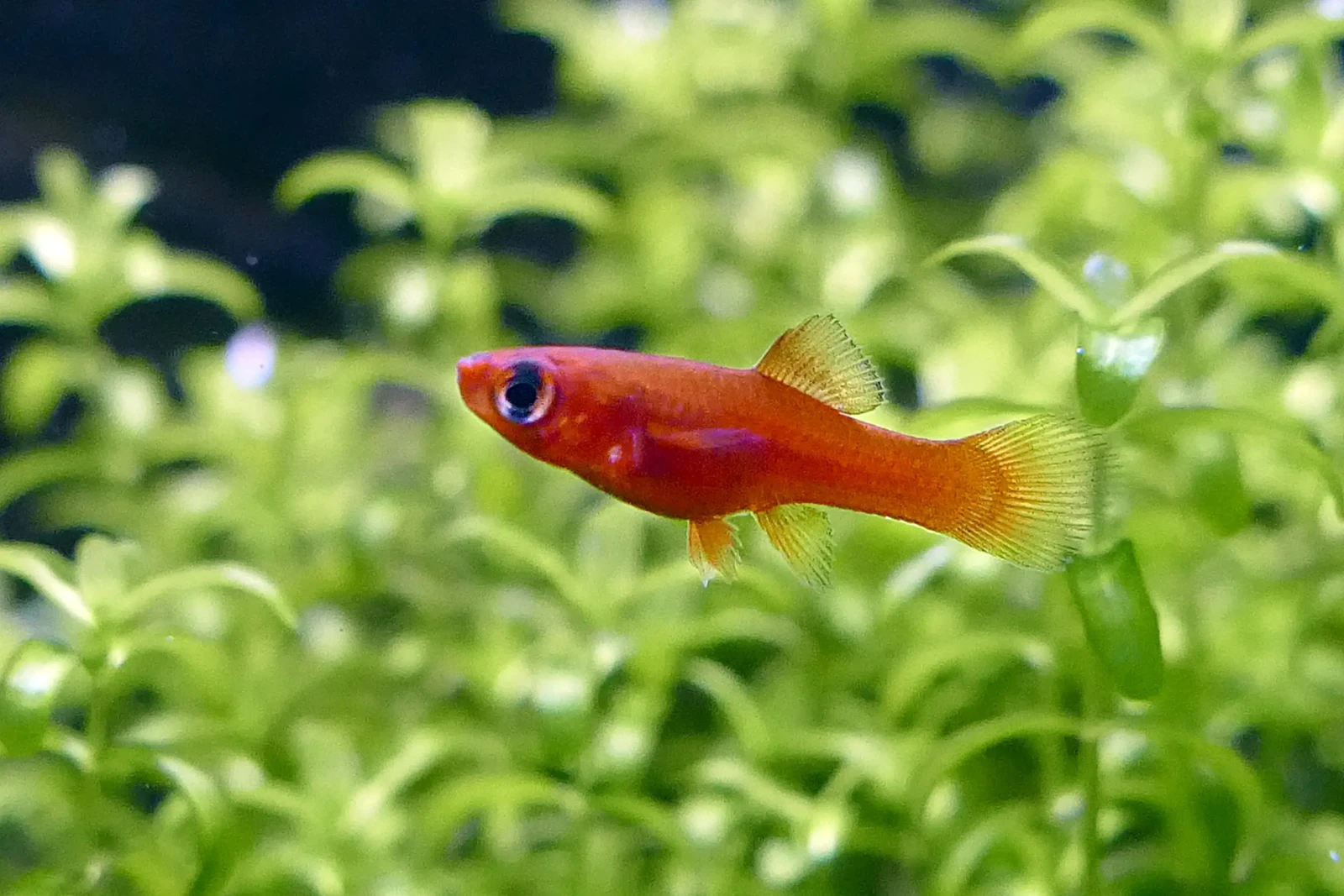Green-Swordtail 21