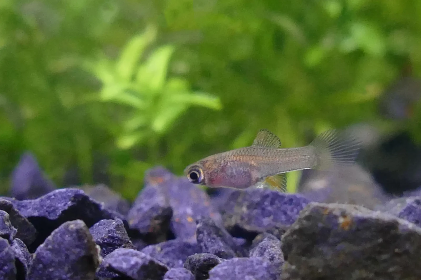 Green-Swordtail 22