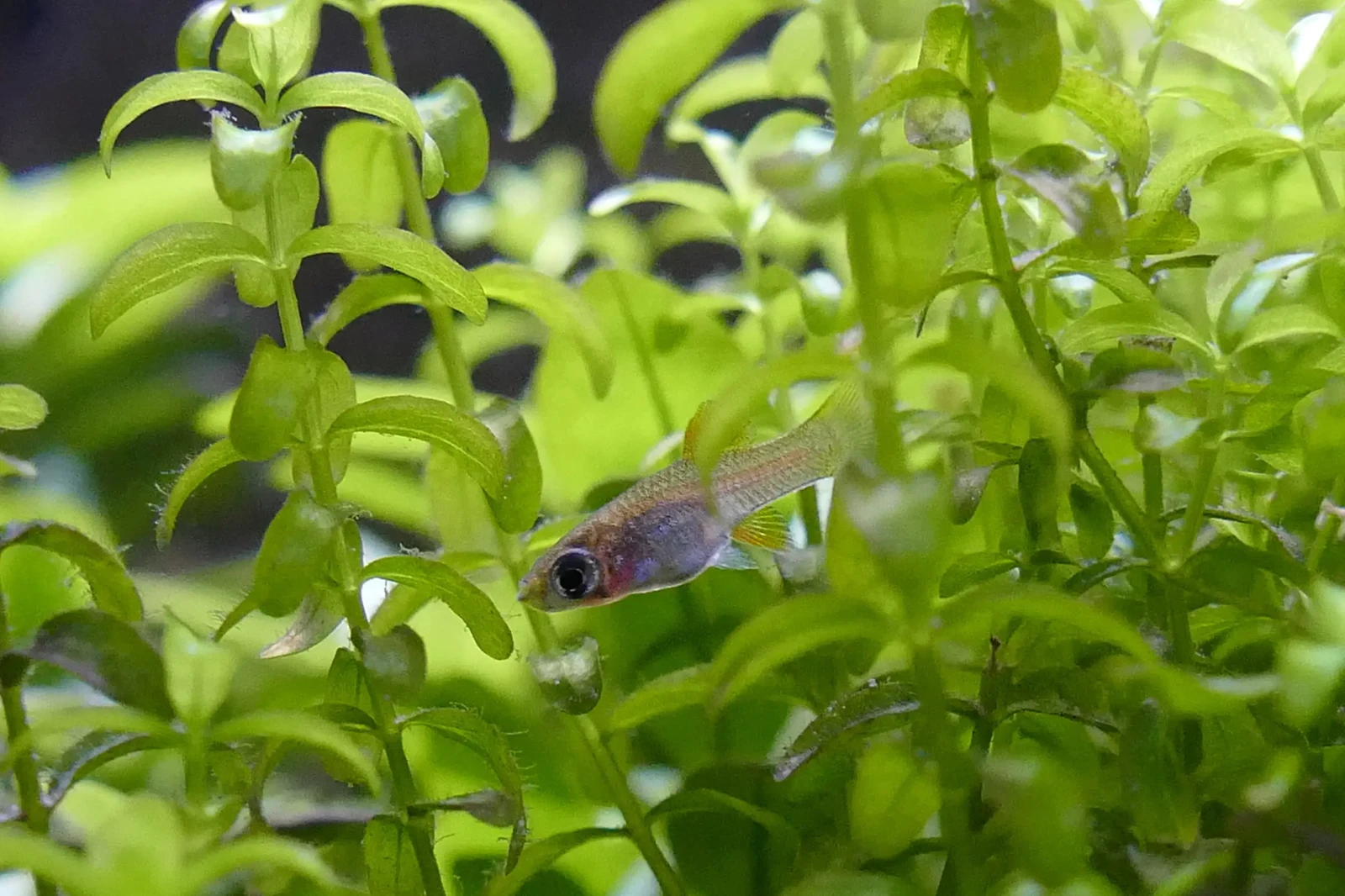 Green-Swordtail 23