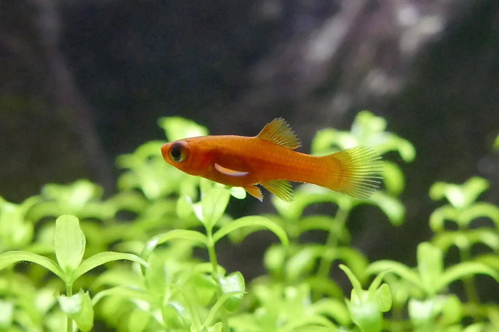 Green-Swordtail 24