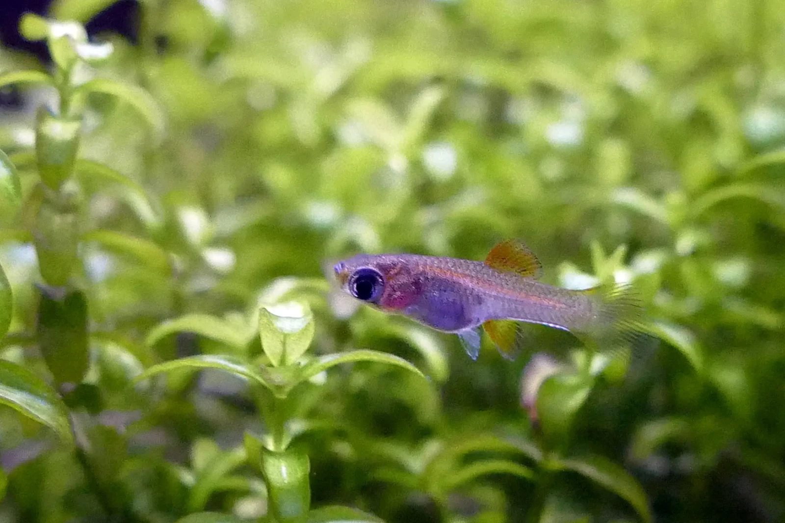 Green-Swordtail 25