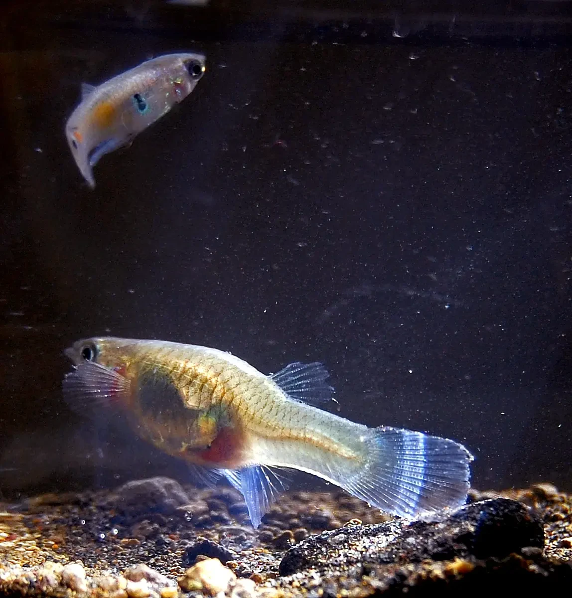 Guppy